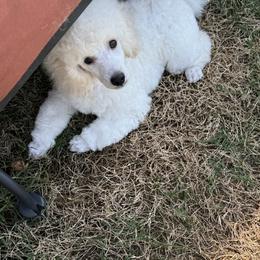 Poodle Puppies from MD's Miniature Poodles