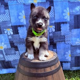 Freedom - Agouti and white male Siberian Husky puppy in Fairborn, Ohio from Haven of Free Spirits