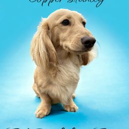 Copper - Dachshund