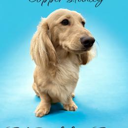 Copper - Dachshund