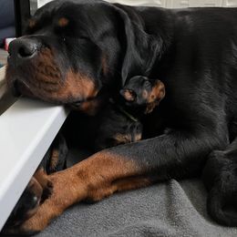 Rottweiler Puppies from Milton Dawkins