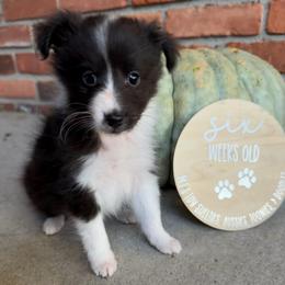 MICKEY - Black and white male Shetland Sheepdog puppy in Livonia, Michigan from M7’s Shelties, Toonies & AussieDoodles