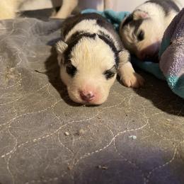 Female 1 - Black and white female Siberian Husky puppy in Diamond Lake, Washington from Husky Haven WA