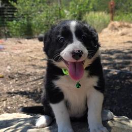 Lt Green - Black and white female Border Collie puppy in Itasca, Texas from KMA Ranch