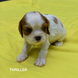 Australian Shepherd and Cavalier King Charles Spaniel Puppies from FairWilde Farm
