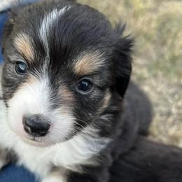 Toy Australian Shepherds from BMNM2 Toy Aussies