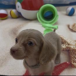 Isabella Based Cream Longhair Male (gray collar) - Cream male Dachshund puppy in Killeen, Texas from Southern Dachshunds