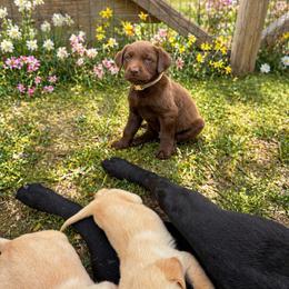 Benson - Chocolate male Labrador Retriever puppy in Archer Lodge, North Carolina from Archer Lodge Labradors