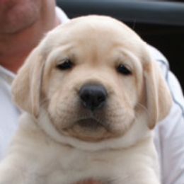 Labrador Retriever Puppies from Timber's Labradors