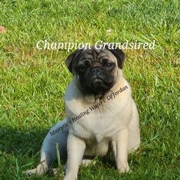 Jordan  - Pug