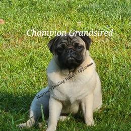 Jordan  - Pug