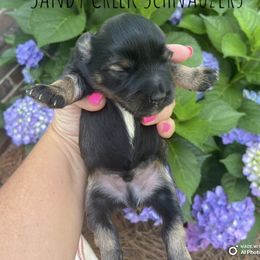 Miniature Schnauzer Puppies from Sandy Creek Schnauzers