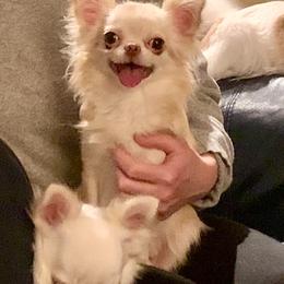 Marylin - Cream and white female Chihuahua puppy in Morrisville, North Carolina from Mozzafiato Chihuahuas
