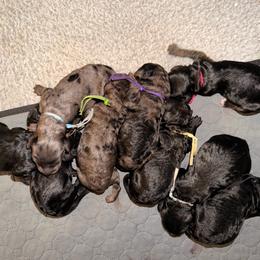 Boy 1 - Phantom male Goldendoodle puppy in Van Buren, Missouri from Jami’s Goldendoodles & Poodles