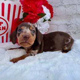 Mathew - Dapple male Dachshund puppy in Colbert, Oklahoma from Brooke Crenshaw