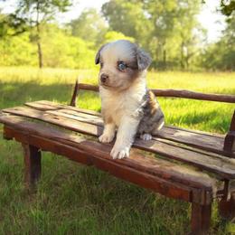 Pearl - Red merle female Australian Shepherd puppy in Statesville, North Carolina from Charming Australian Shepherds