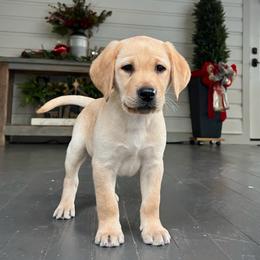 Grey - Yellow male Labrador Retriever puppy in Husser, Louisiana from Kristen
