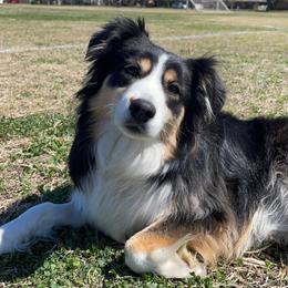 Miniature Australian Shepherds from Elite Miniature Australian Shepherds
