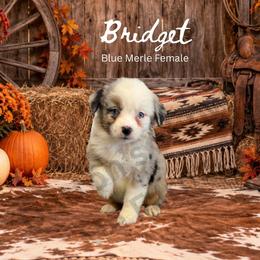 Bridget - Blue merle female Miniature Australian Shepherd puppy in Oronogo, Missouri from Dutton's Show Me Farms
