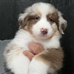 Red Merle Boy 1 - Red merle male Australian Shepherd puppy in Turlock, California from Cherangani Hills Australian Shepherds