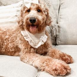 Ruby - Goldendoodle