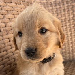 Olive - Golden female Golden Retriever puppy in Farmington, Utah from Golden Haven Doodles