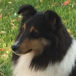 Belle - Shetland Sheepdog