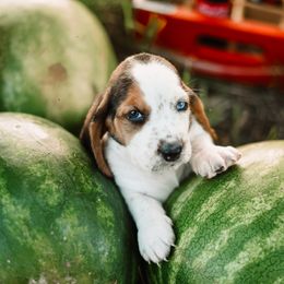 Basset Hound Puppies from Greene Acres Bassets