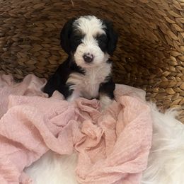 Bernedoodle Puppies from Timber Trail Bernedoodles RI