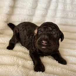 Teak - Phantom male Poodle puppy in Calimesa, California from Teakwoodpoodleofsocal