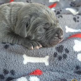 Boka - Gray brindle male Cane Corso puppy in Nashville, Tennessee from PrestigiousK9