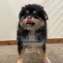 Maui - Black male Pomsky puppy in Littleton, Colorado from Pikes Peak Pomskies