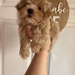 Cavapoo, Goldendoodle, Maltipoo, Poodle, and Sheepadoodle Puppies from Doodle Pups Fur-Ever