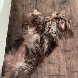 Andie - Dachshund