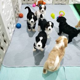 Aussiedoodle Puppies from Southwest Florida Doodles