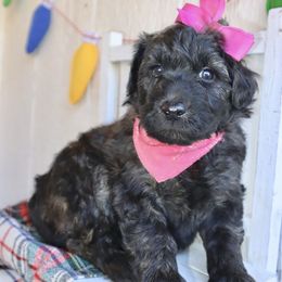 Bells - Brown female Whoodle puppy in Smallett, Missouri from Leshas Whoodles