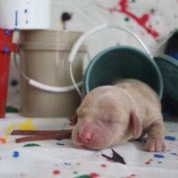 Natalie - Cream female Dachshund puppy in Pace, Florida from Shoebox Doxie’s
