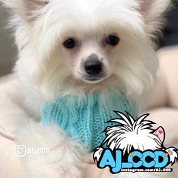 Loki - White and black male Chinese Crested puppy in San Francisco, California from Aj_CCD