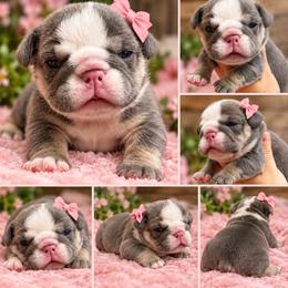 Samantha - Blue tri-color female Bulldog puppy in Seattle, Washington from mama Myra bulldogs