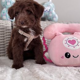 Aussiedoodle and Cavapoo Puppies from Pawsome Aussie Doodles and Oodles