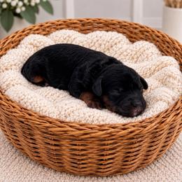 Angus - Black and tan male Cavapoo puppy in Salt Lake City, Utah from SunnySide Mini Doodles