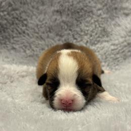 Red female 5 - Red female Pembroke Welsh Corgi puppy in Stephenville, Texas from Rising JM Pembrokes