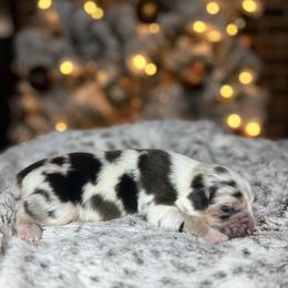 Miniature Australian Shepherd Puppies from Quartz Creek Aussies