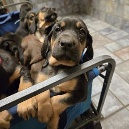 Grey Collar - Black and tan male Bloodhound puppy in Gillette, Wyoming from Whispering Winds Homestead 307