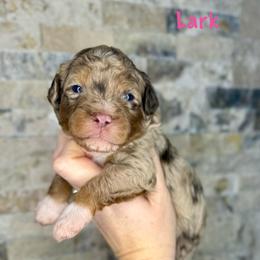 Lark - Merle female Bernedoodle puppy in Midland, Michigan from Northern Charm Farm