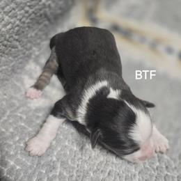 Girl 3 - Black tri female Miniature Australian Shepherd puppy in Bend, Oregon from Badlands Toy and Mini Aussies