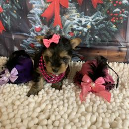 Girl pink 1500 - Black and tan female Yorkshire Terrier puppy in Douglas, Georgia from Southern Georgia Yorkies and biewers