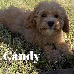 Candy - Buff female Cockapoo puppy in Winnsboro, Texas from Happy Hollow Ranch