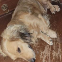 Baker - Cream male Dachshund puppy in Paducah, Kentucky from D'S  Doxies