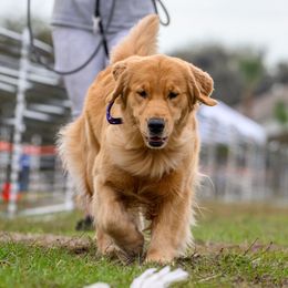 Halo - Golden Retriever